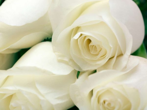 bouquet-delicate-roses-white-background